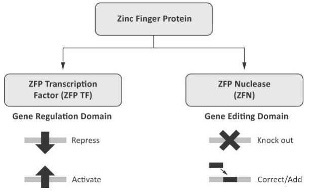 sgmo-20191231_g2.jpg