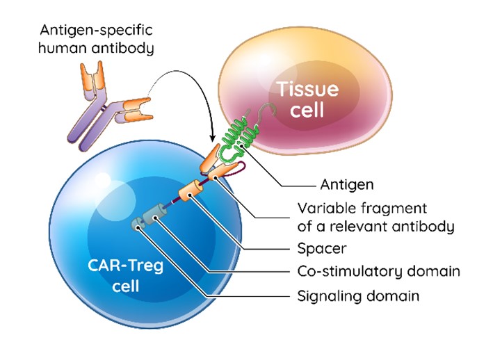 sgmo-20201231_g4.jpg