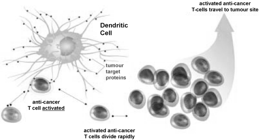 (IMMUNE SYSTEM)