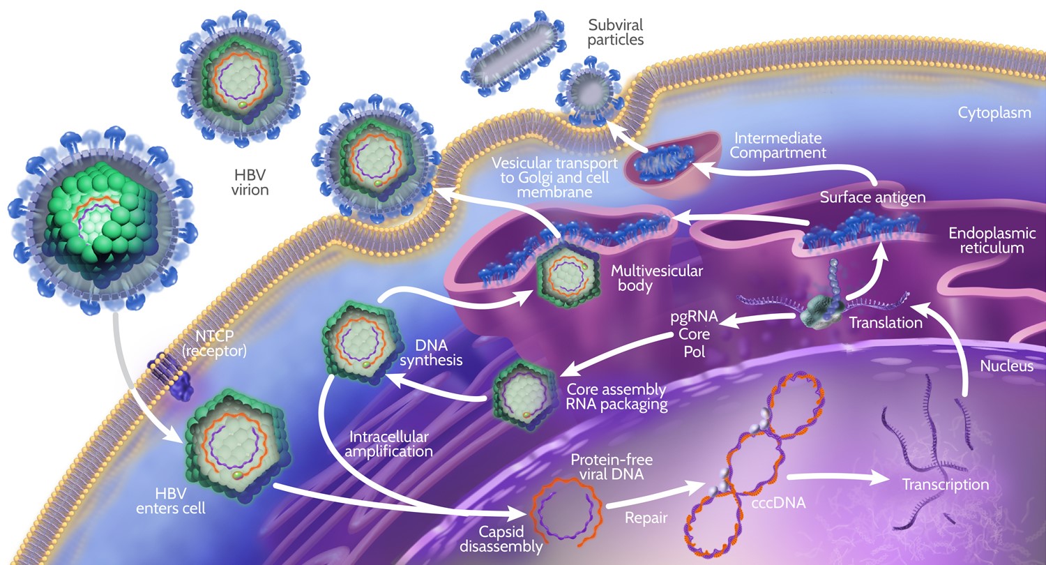 hbvlifecycle.jpg