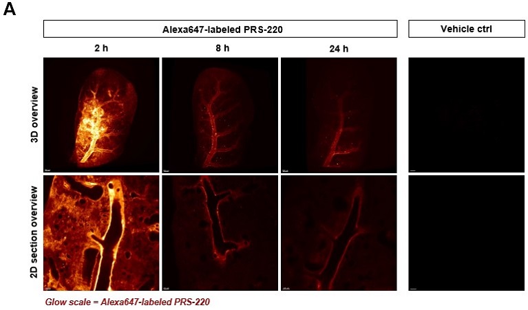 figure4a.jpg