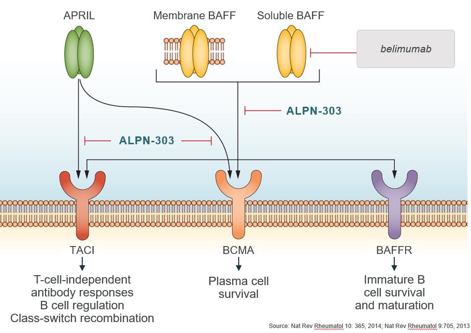 alpn-20201231_g18.jpg