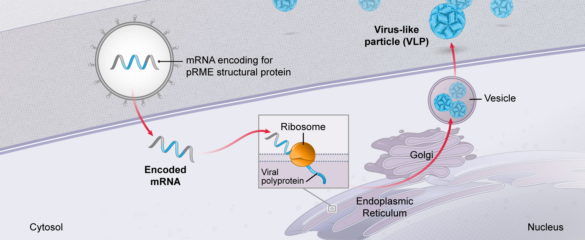 mrna-20201231_g28.jpg