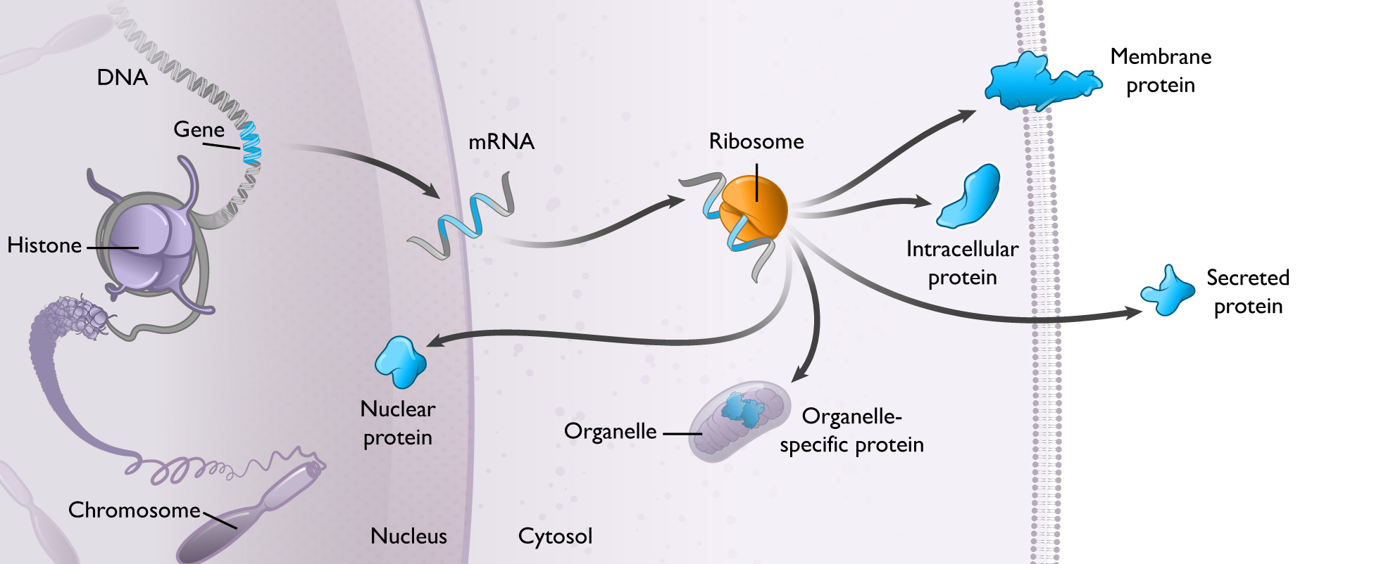 mrna-20201231_g3.jpg