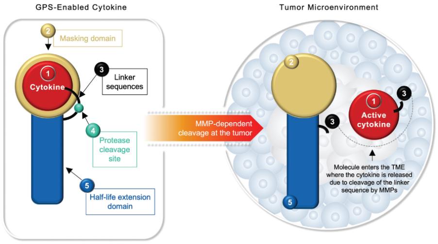 tm2115750d5-fc_cytokine4c.jpg