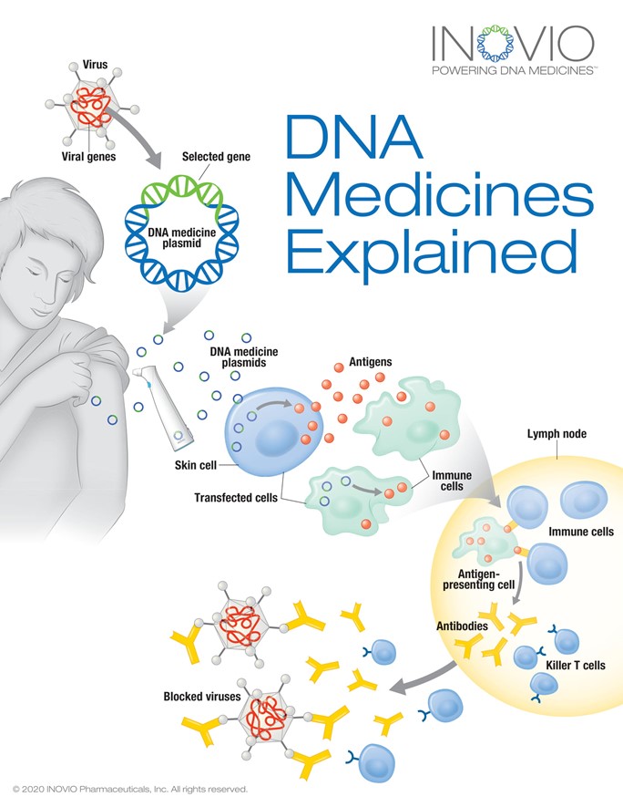 Safety and immunogenicity of INO-4800 DNA vaccine against SARS-CoV