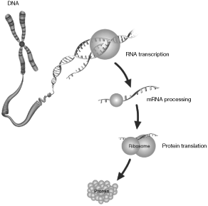 a201510kgenegraphica01a01a16.gif