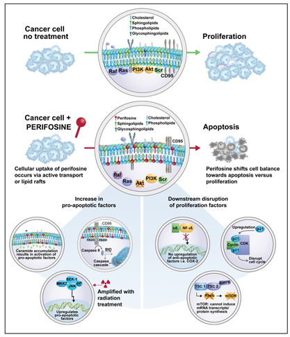 zaltrap mechanism of action