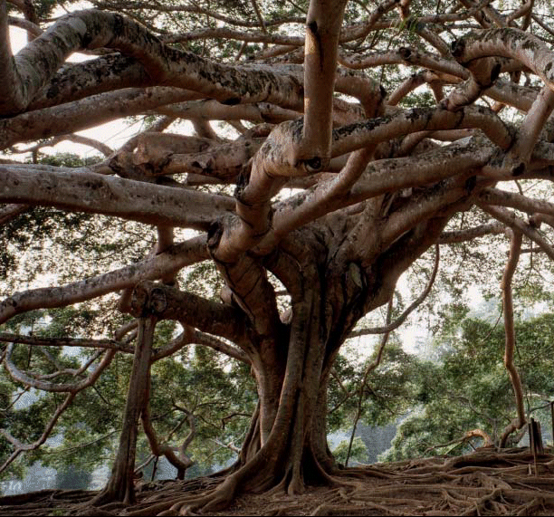 (PHOTO OF TREE)
