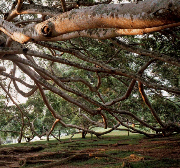 (PHOTO OF TREE)
