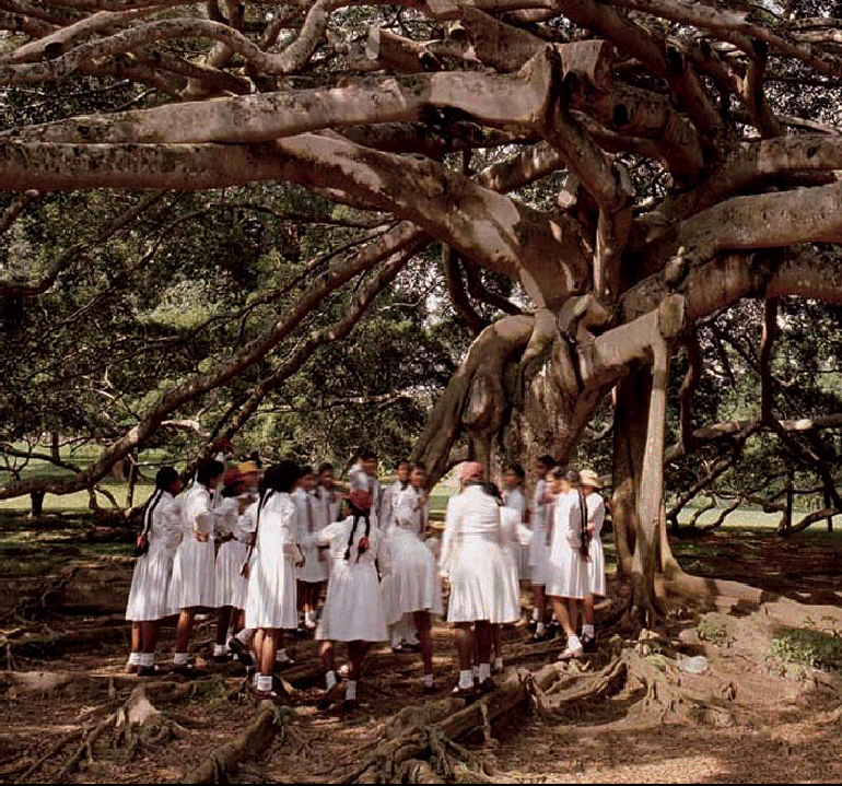 (Graphic of group of people under a tree)
