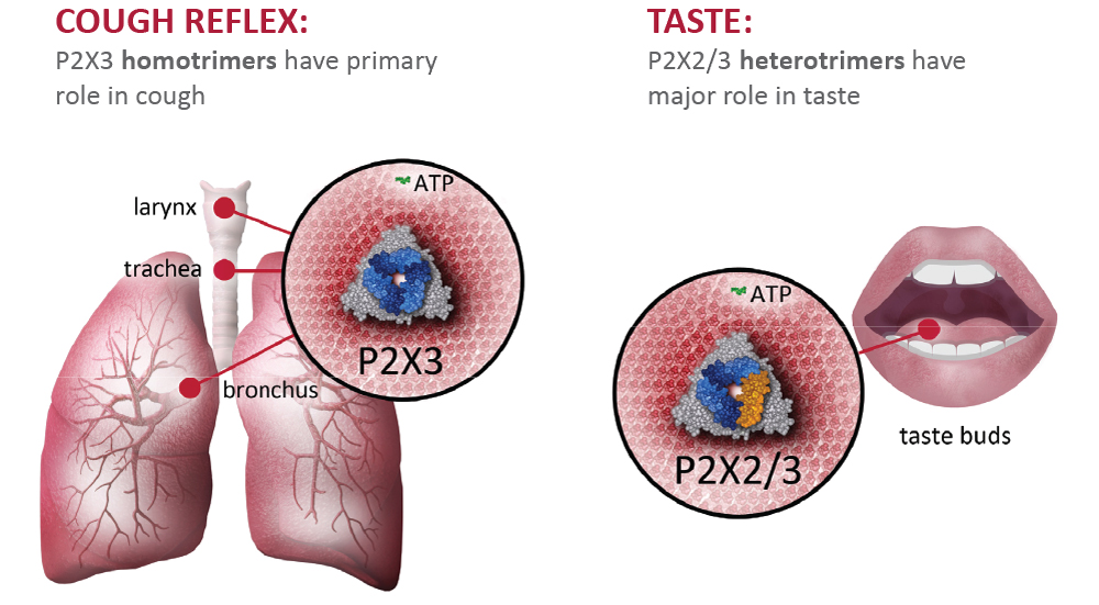 [MISSING IMAGE: ph_528044cough-4c.jpg]