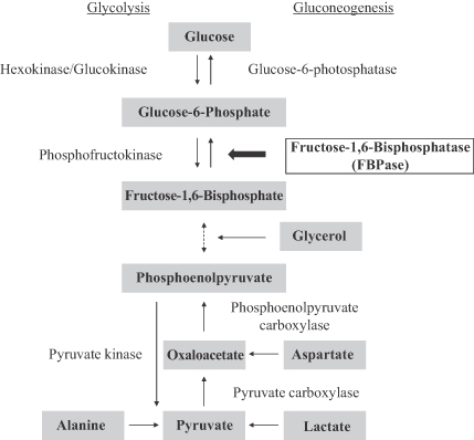 1 gluconeogenesis type diabetes LOGO