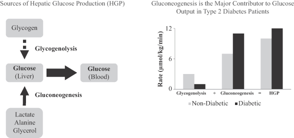 glycogenolysis overview LOGO