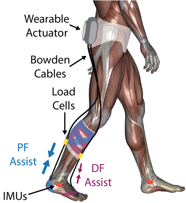 rewalkstroke.jpg