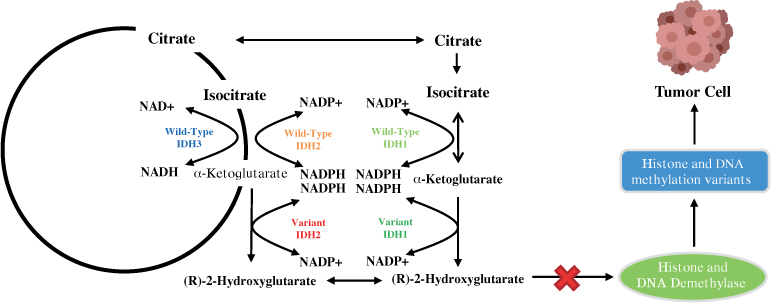 [MISSING IMAGE: tm2119249d4-fc_inhibitor4c.jpg]