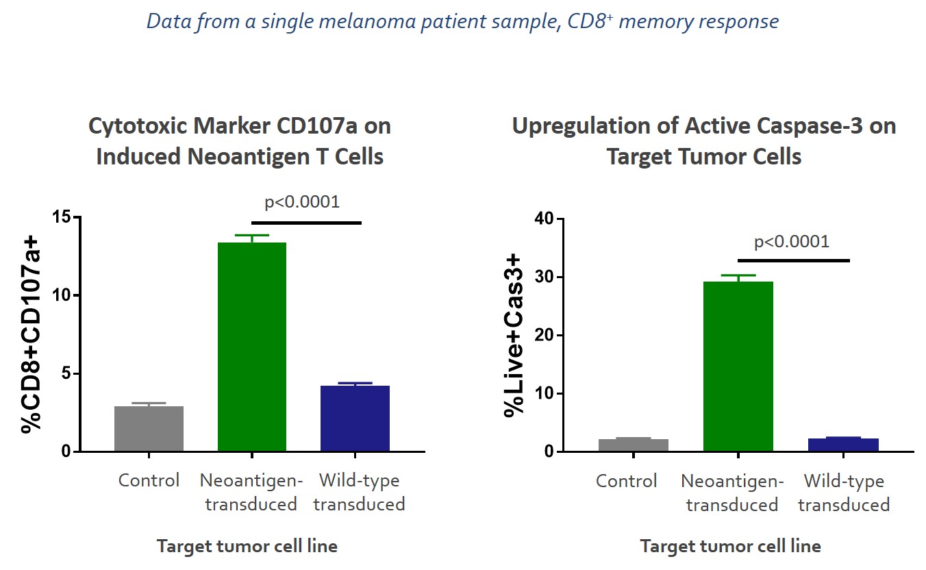 cd8-tumortargets.jpg