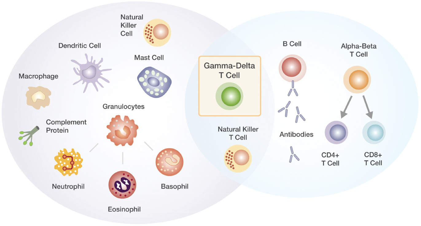 [MISSING IMAGE: tm2030088d1-ph_cells4c.jpg]