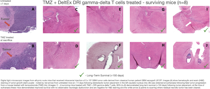 [MISSING IMAGE: tm2030088d18-ph_cells4c.jpg]