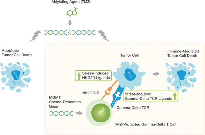 [MISSING IMAGE: tm2030088d18-ph_genetic4c.jpg]