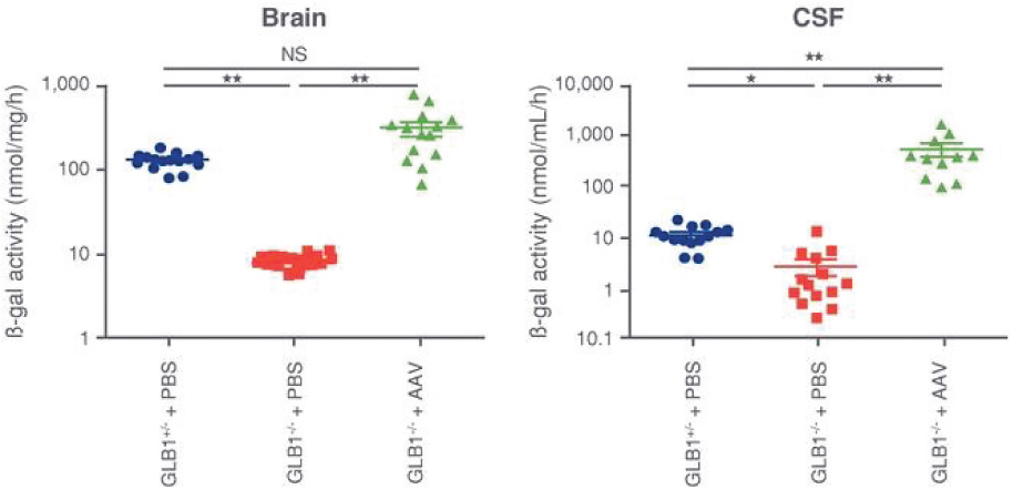 <notrans>[</notrans>MISSING IMAGE: https://www.sec.gov/Archives/edgar/data/1787297/000110465921006683/tm2038048d1-lc_braincsf4clr.jpg<notrans>]</notrans>