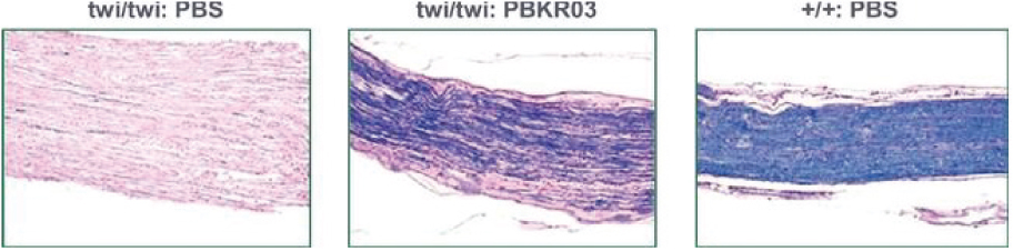 <notrans>[</notrans>MISSING IMAGE: https://www.sec.gov/Archives/edgar/data/1787297/000110465921006683/tm2038048d1-ph_sciat4clr.jpg<notrans>]</notrans>