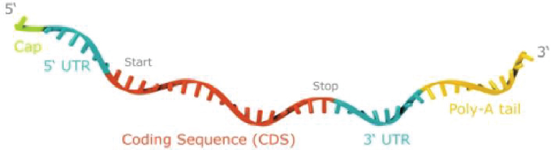 <notrans>[</notrans>MISSING IMAGE: https://www.sec.gov/Archives/edgar/data/1809122/000110465921009416/tm2036979d1-pht_bio4clr.jpg<notrans>]</notrans>