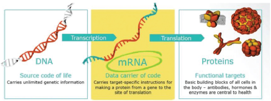 <notrans>[</notrans>MISSING IMAGE: https://www.sec.gov/Archives/edgar/data/1809122/000110465921009416/tm2036979d1-pht_role4clr.jpg<notrans>]</notrans>