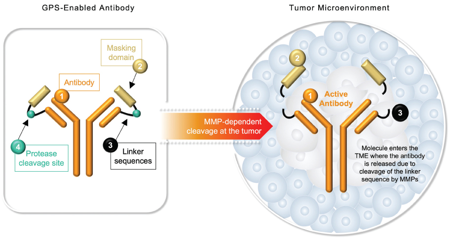 [MISSING IMAGE: tm2115750d5-fc_antibody4c.jpg]