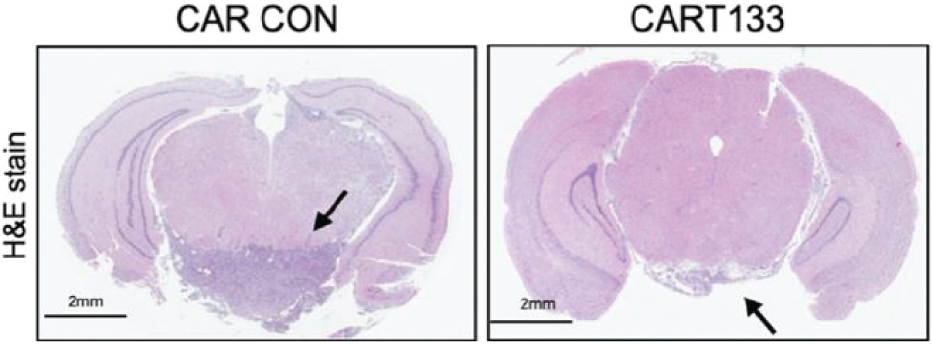 [MISSING IMAGE: tm218551d3-ph_cd133targ4clr.jpg]