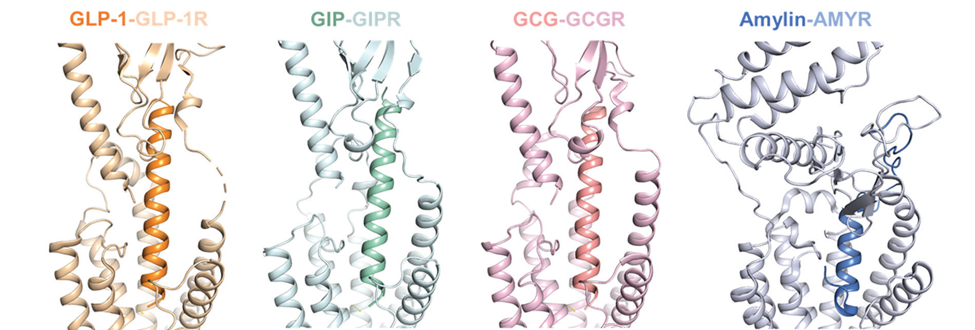 [MISSING IMAGE: aw_ligand-4c.jpg]