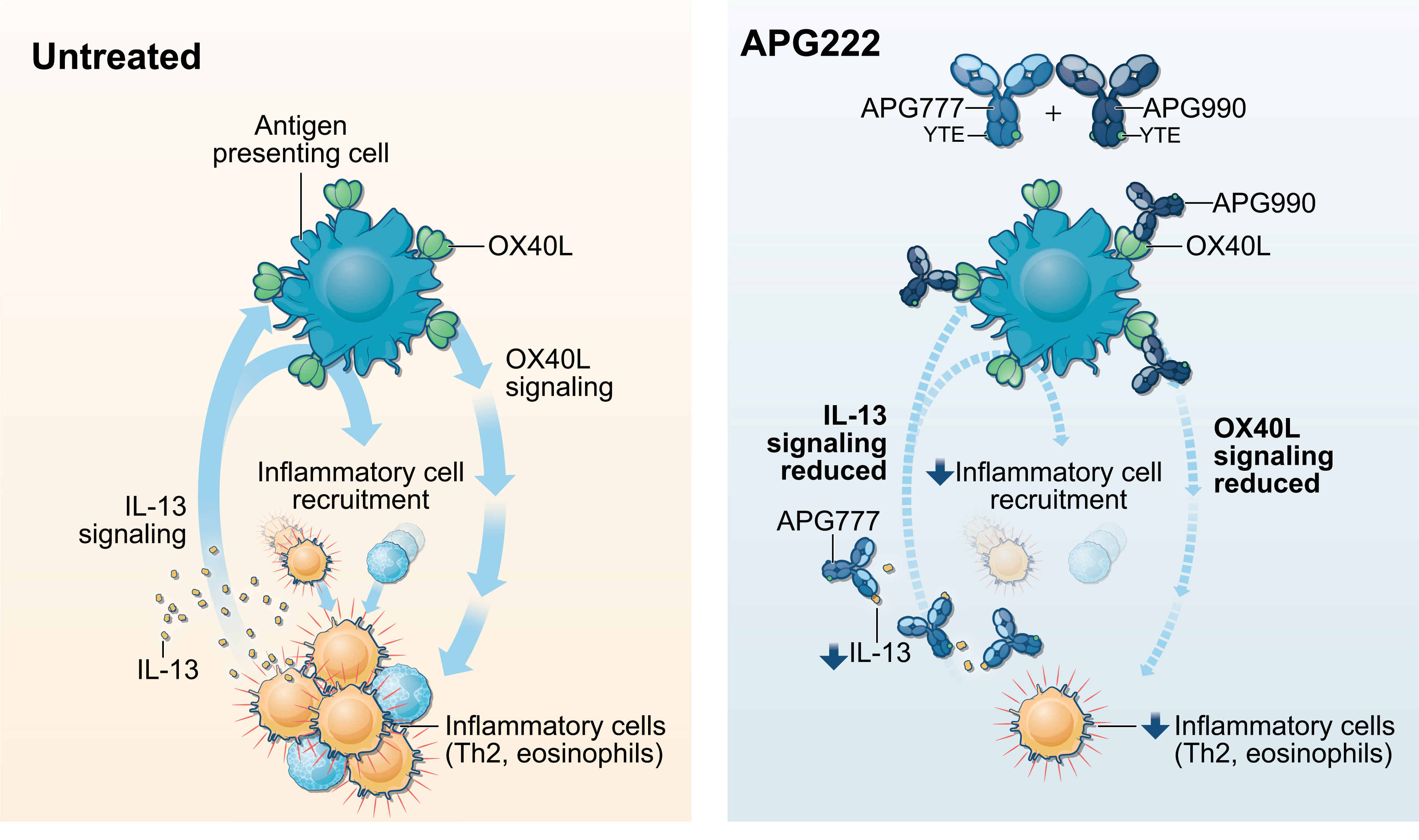 [MISSING IMAGE: fc_antigen-4c.jpg]