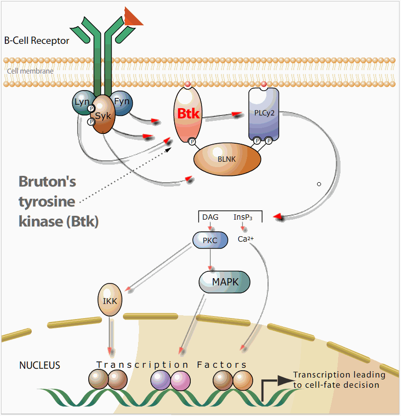 Рецептор клетки. Tyrosine kinase receptors (for glut 4). Bruton Tyrosine kinase. B Cell receptor. BTK kinase.